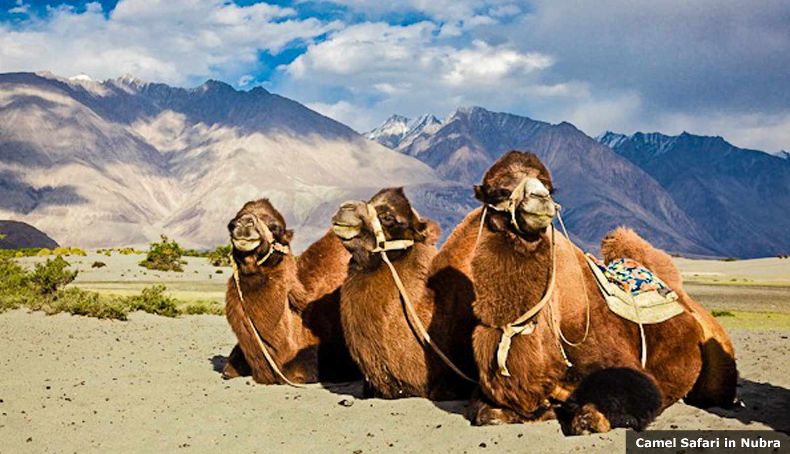Camel Safari in Nubra Valley
